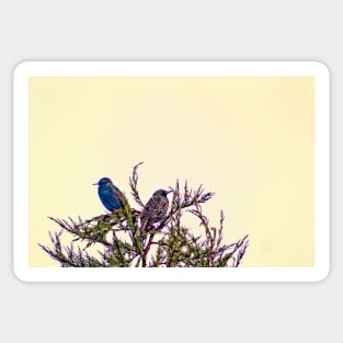 A Starling Couple Sticker